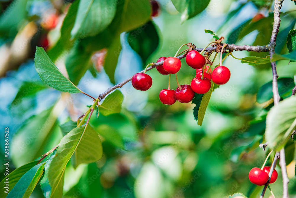 Cherry on the branch grows, ripened red cherry