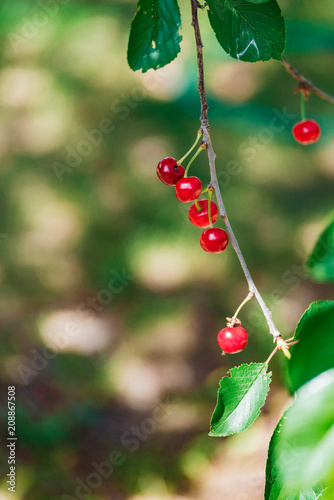 Cherry on the branch grows, ripened red cherry © Irina Sokolovskaya
