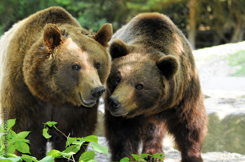 Braunbären (Ursus arctos), Captive, Deutschland, Europa