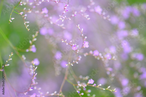 Flowers Limonium platyphyllum. Gentle flower background