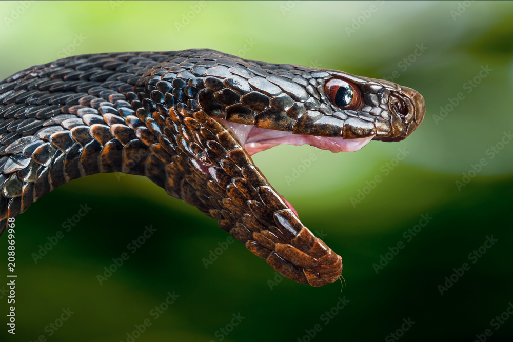Obraz premium Głowa jadowitego węża czarnej żmii z otwartymi ustami na rozmytym tle w zielonej tonacji.