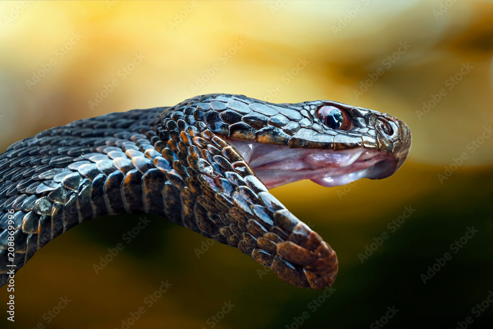 Fototapeta premium Głowa jadowitego węża czarnej żmii z otwartymi ustami na rozmytym tle w żółtej tonacji.