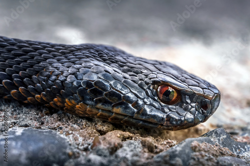 The head of a poisonous snake of a viper on a stony earth. A scattered gra ybackground