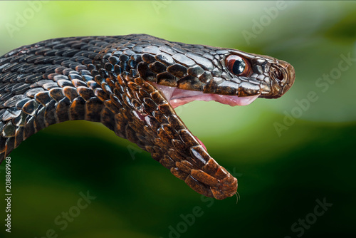 The head of a poisonous snake of a black viper with an open mouth on a blurred background in a green tonality.