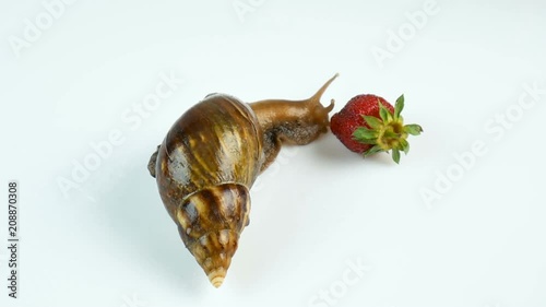 The Large Snail Achatina Eating Red Ripe Strawberries on a White Background. photo