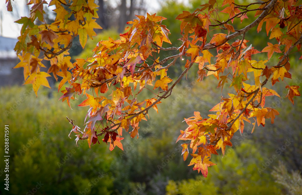 Golden winter leaves ready to drop on trees in Stanthorpe, Queensland, Australia Golden winter leaves ready to drop on trees in Stanthorpe, Queensland, Australia