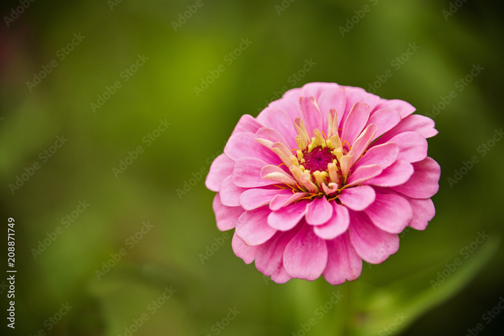 Obraz premium Pink Zinnia