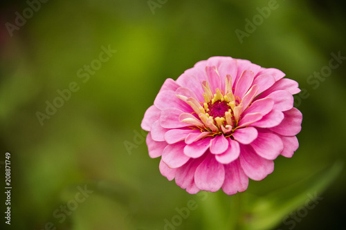 Pink Zinnia