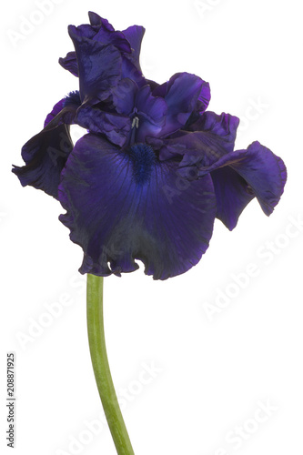 Fototapeta Naklejka Na Ścianę i Meble -  iris flower isolated