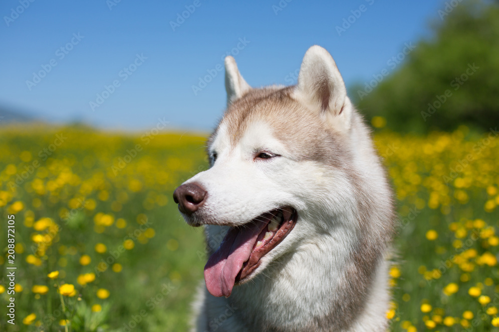 Profile Portrait of A dog breed siberian husky is in the buttercup field in summer. Close-up Image of husky on the yellow flowers, green grass and blue sky background