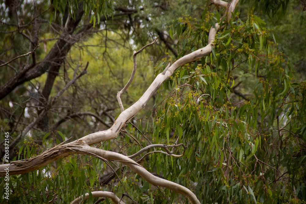 The smooth branches of a gum tree in winter in Stanthorpe, Queensland, Australia The smooth branches of a gum tree in winter in Stanthorpe, Queensland, Australia