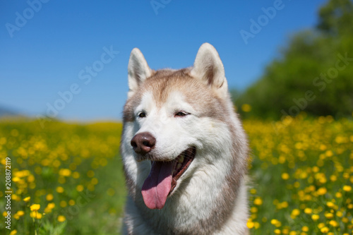 Close-up Portrait of A beige and white dog breed siberian husky is in the buttercup field in summer. Image of happy husky on the yellow flowers  green grass and blue sky background