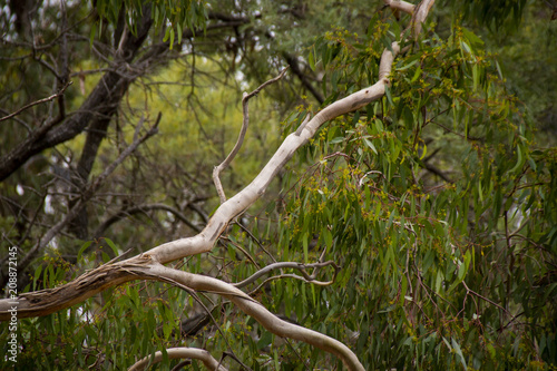 The smooth branches of a gum tree in winter in Stanthorpe, Queensland, Australia