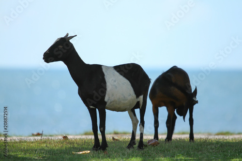 Goats eating grass, Goat on a pasture © YODCHAI