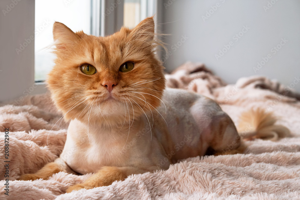 Funny ginger long-haired cat groomed with haircut near to the window.