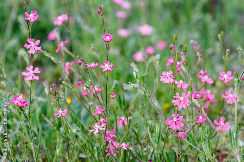 Silene dioica. Jabonera blanca, borbonesa.