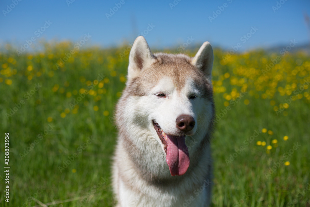 Portrait of A beige and white dog breed siberian husky is in the buttercup field in summer. Image of Siberian husky is in beautiful grass and flowers on blue sky background