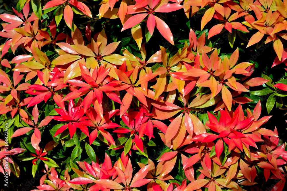 Red Leaves only in Spring Red Leaves only in Spring