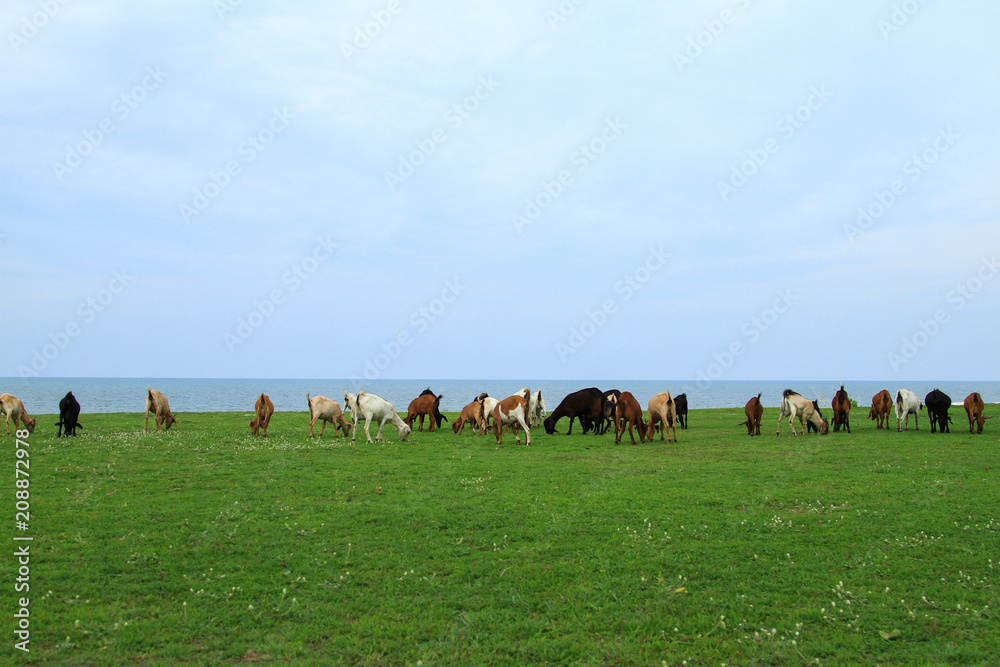 Goats eating grass, Goat on a pasture Goats eating grass, Goat on a pasture