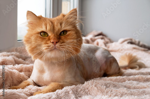 Funny ginger long-haired cat groomed with haircut near to the window.