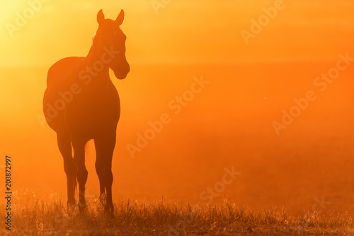 Wild horse grazes in the meadow at sunset