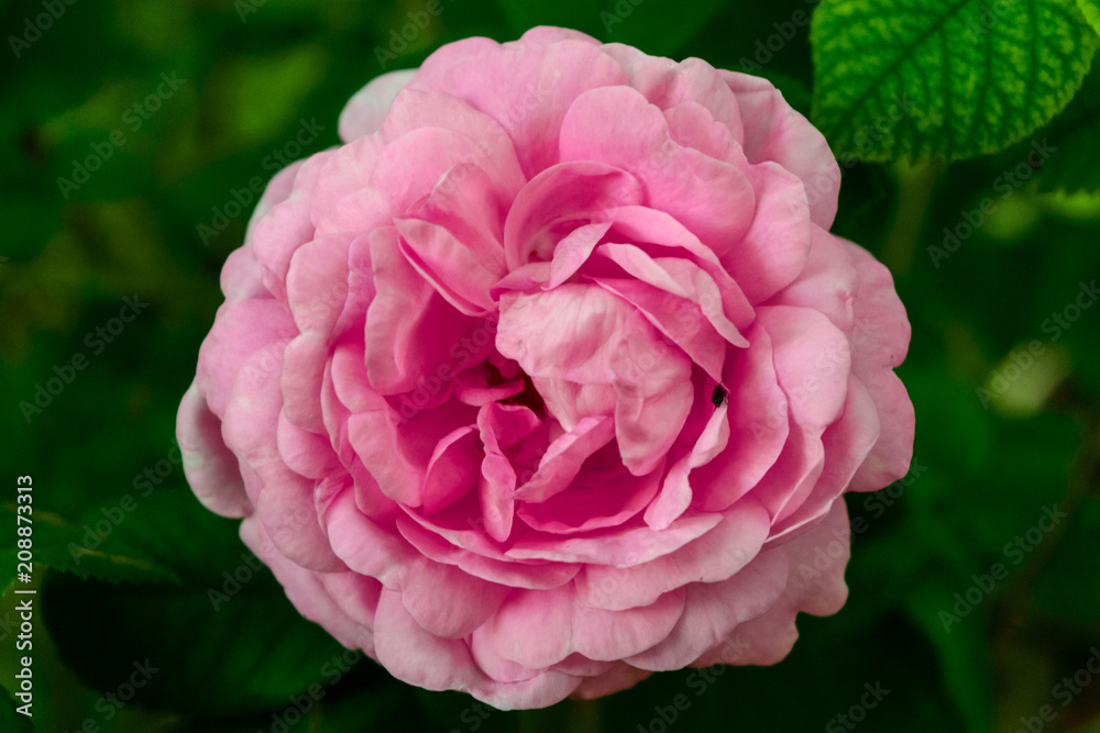 tea-rose tea-rose