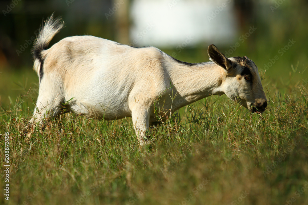 Obraz premium Goats eating grass, Goat on a pasture