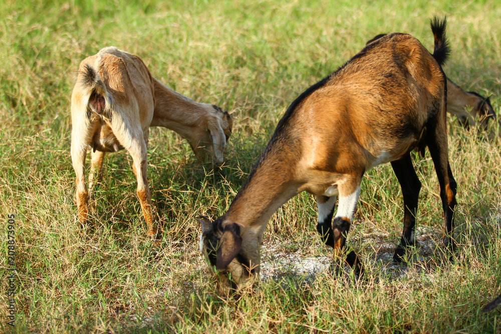 Goats eating grass, Goat on a pasture Goats eating grass, Goat on a pasture