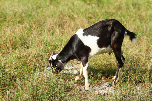 Goats eating grass, Goat on a pasture