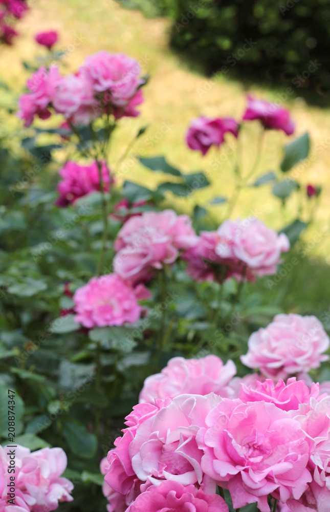 flower bed with pink roses
