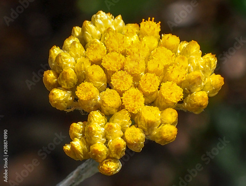 Curry Plant (Helichrysum stoechas)