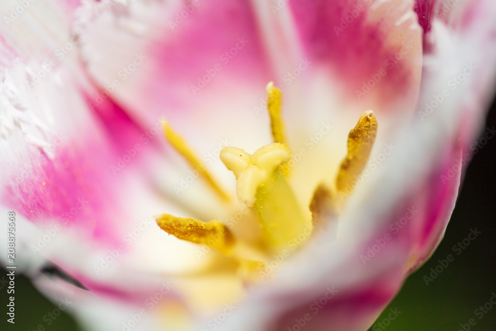 Pink tulip flower with decorative petals Pink tulip flower with decorative petals