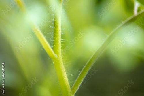 A stem on a tomato as a background