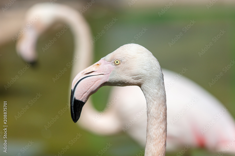 Fototapeta premium Portrait of a pink flamingo in nature