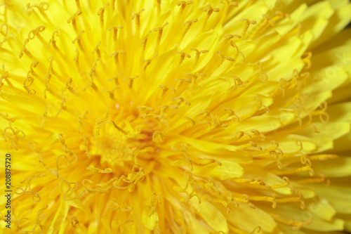 Yellow dandelion as an abstract background