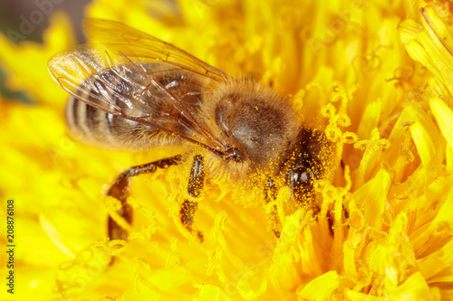 Bee on a yellow dandelion flower © schankz
