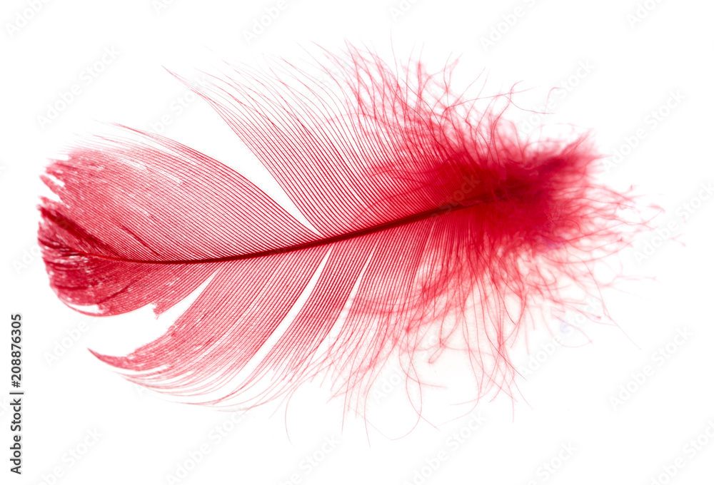 Red feather isolated on white background Red feather isolated on white background