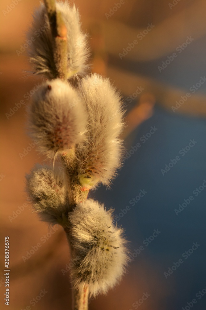 Obraz premium Weidenkätzchen2