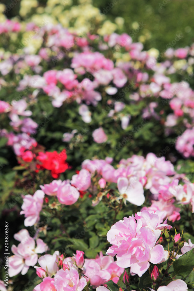 薔薇 ブラッシングノックアウト 埼玉県 伊奈町 日本 薔薇 ブラッシングノックアウト 埼玉県 伊奈町 日本