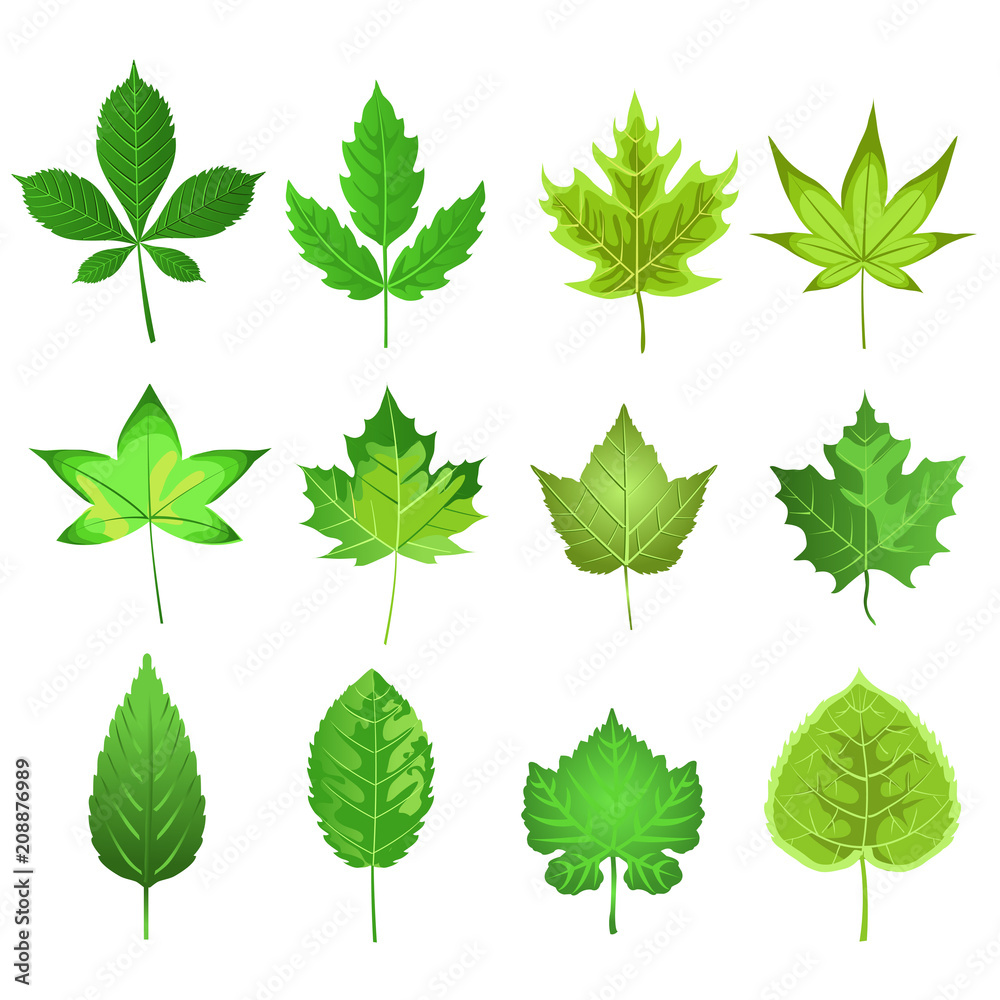 vector collection of different green leaves