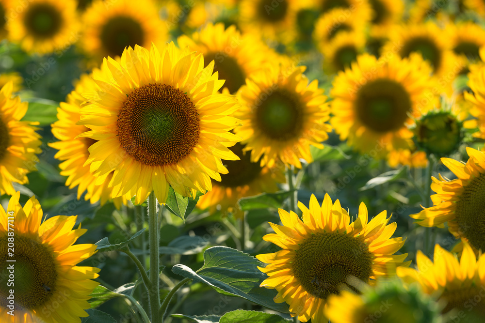 Beautiful sunflowers in the field Beautiful sunflowers in the field
