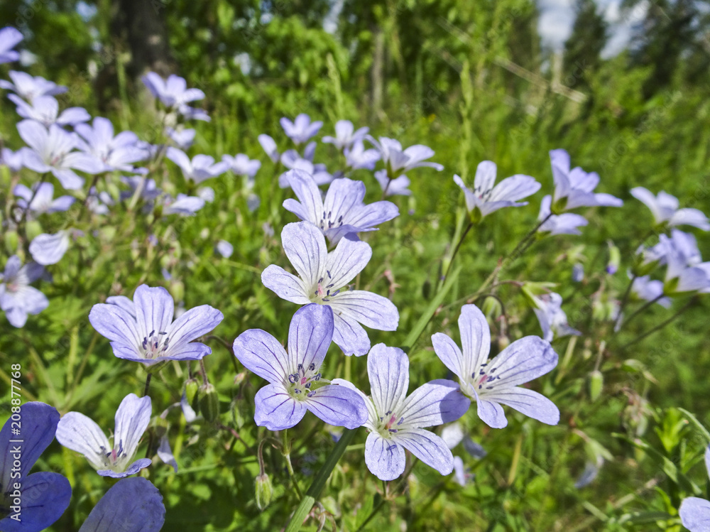 Flowering summer meadow with geranium meadow (Geranium pratense) Flowering summer meadow with geranium meadow (Geranium pratense)