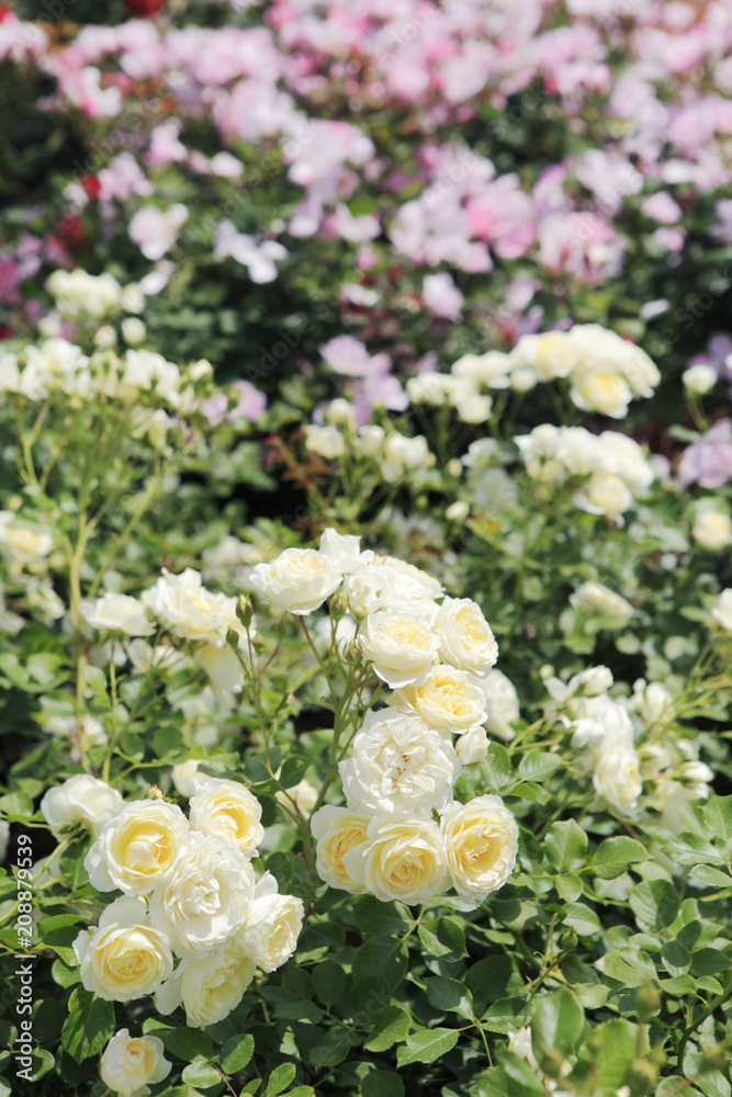 薔薇 バニラボニカ 埼玉県 伊奈町 日本 薔薇 バニラボニカ 埼玉県 伊奈町 日本