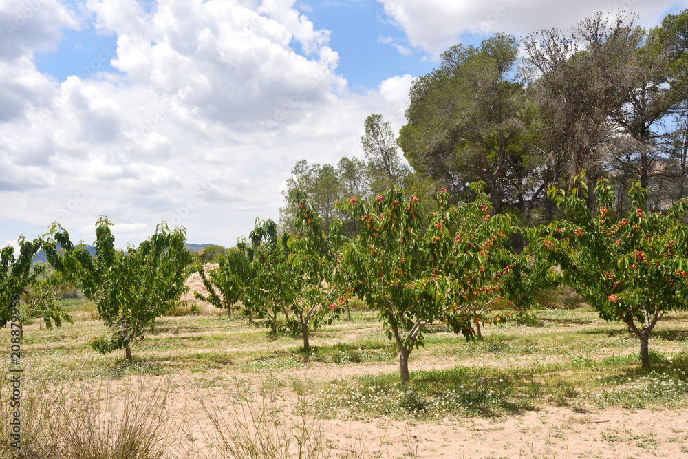 landscape of cultivation of fruit trees in the region of Terra Alta,.near Pinell de Brai, Tarrgona province, Catalonia, Spain