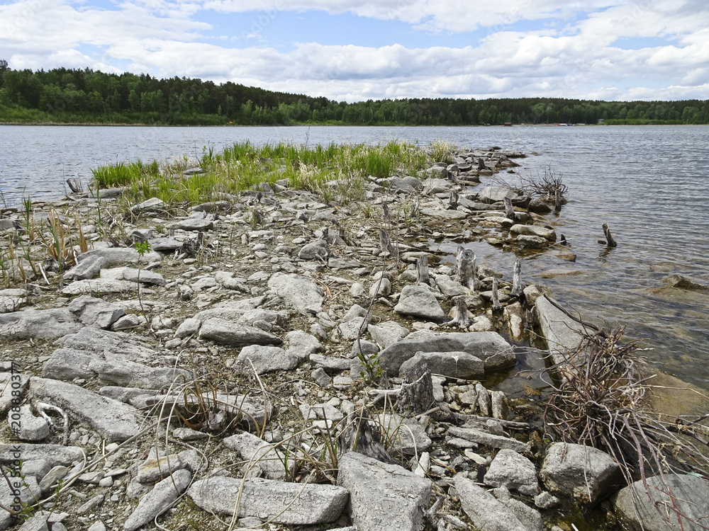 Obraz premium Summer landscape: a sunny day on the shore of a forest lake