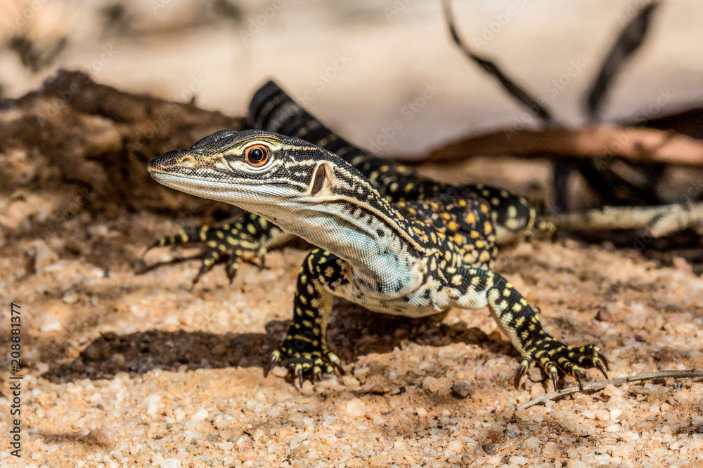 Australian Heath Monitor Goanna basking in the sun on stony ground Australian Heath Monitor Goanna basking in the sun on stony ground