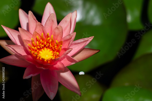 Lotus flower in pond