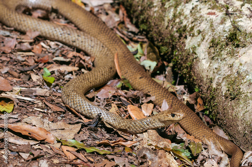 Australian Eastern Brown Snake basking in forest leaf litter