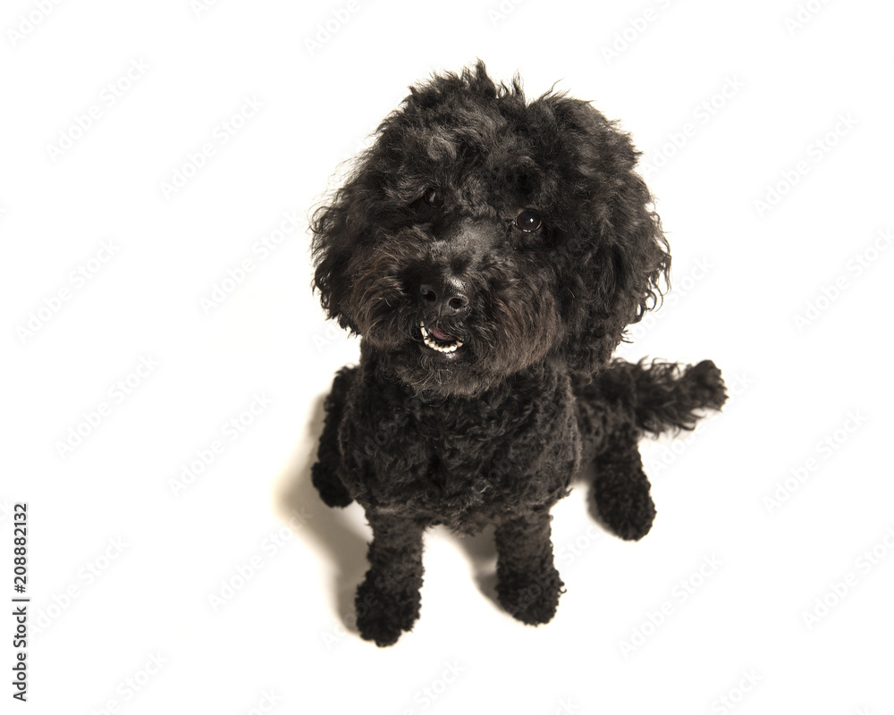Black labradoodle dog looking up seen from a high angle view on a white background Black labradoodle dog looking up seen from a high angle view on a white background