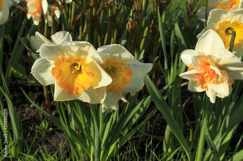 Fototapeta Naklejka Na Ścianę i Meble -  Beautiful white flowers of Narcissus